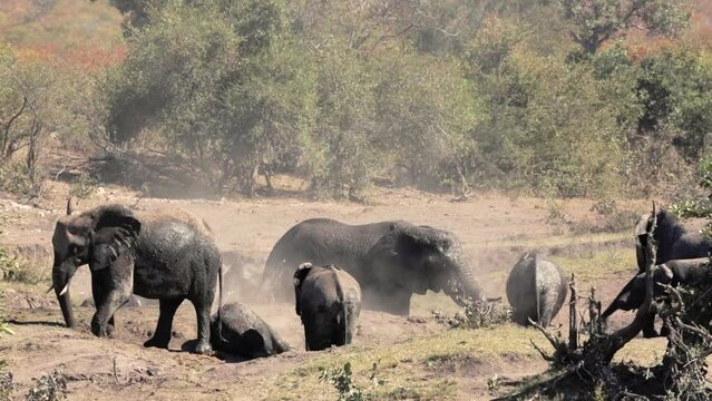Small group of African bush elephant grooming in mud waterhole in Kruger National park, South Africa ; Specie Loxodonta africana family of Elephantidae