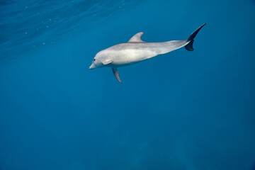 Common bottlenose dolphin tursiops truncatus underwater
