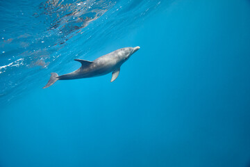 Fototapeta premium Common bottlenose dolphin tursiops truncatus underwater