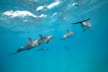 Obraz premium Common bottlenose dolphin tursiops truncatus underwater