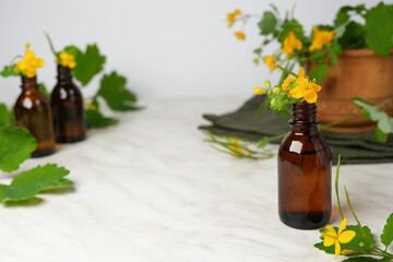 Celandine oil or juice in glass bottle with plant flowers and leaves, herb for skin problems and immunity on a light table. Side view, copy space.