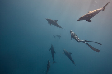 Common bottlenose dolphin tursiops truncatus and freediver underwater