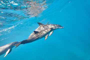 Obraz premium Common bottlenose dolphin tursiops truncatus underwater