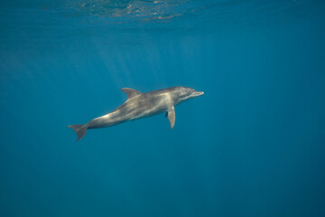 Fototapeta premium Common bottlenose dolphin tursiops truncatus underwater