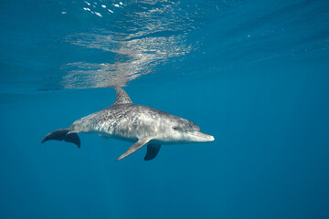 Common bottlenose dolphin tursiops truncatus underwater