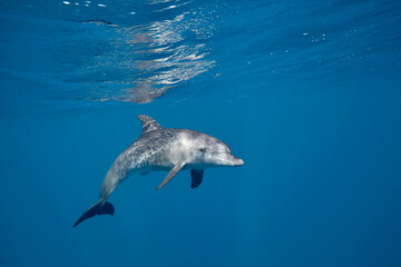 Fototapeta premium Common bottlenose dolphin tursiops truncatus underwater