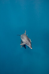 Fototapeta premium Common bottlenose dolphin tursiops truncatus underwater