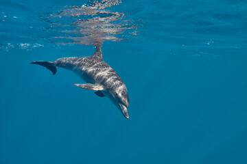 Fototapeta premium Common bottlenose dolphin tursiops truncatus underwater