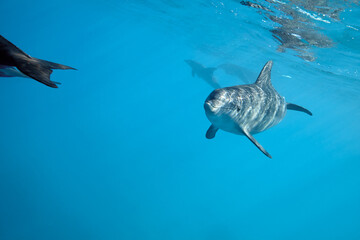 Common bottlenose dolphin tursiops truncatus underwater