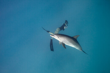 Common bottlenose dolphin tursiops truncatus and freediver underwater