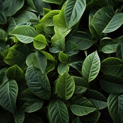 green leaves background
