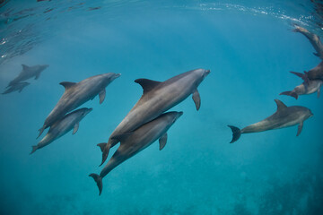 Common bottlenose dolphin tursiops truncatus underwater