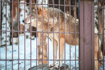 Close-up of a wolf behind bars in a zoo, wild predatory animal, mammal