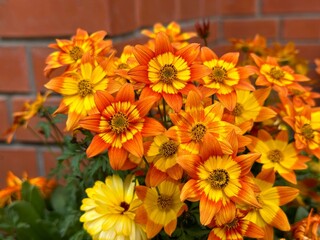 Bidens orange yellow flowers beggartick  ferulifolia perennial plant. 