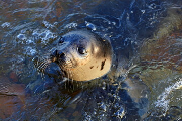 Close-up seal animal baby or sea lion. Swimming Atlantic common seal (Phoca vitulina). Sea lion...