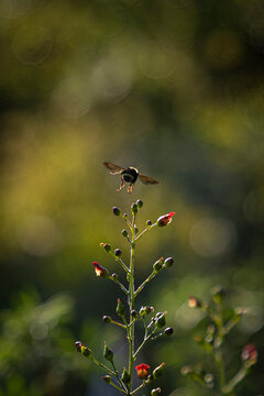 Bumble bee flying