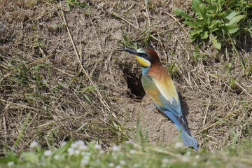 Bee-eater is preparing its nest