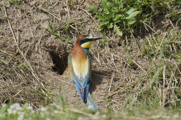 bee-eater is digging its nest
