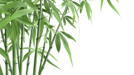 Green Bamboo with Leaves Isolated on White Background
