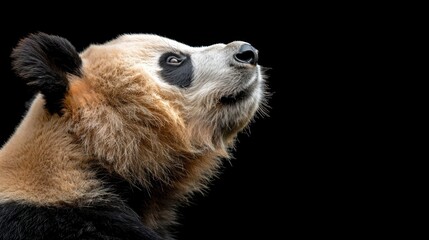  A tight shot of a panda's face, mouth agape and eyes widened, against a backdrop of pure black
