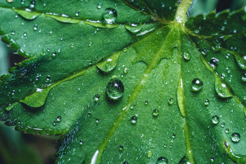 Wassertropfen auf Blatt