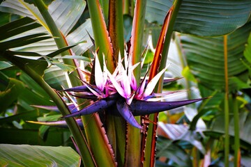 Strelitzia nicolai (wild banana or giant white bird of paradise) inflorescence held just above the...