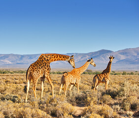Giraffes, wildlife and blue sky in Africa for nature, landscape or bush with plants, field and environment. Indigenous animal, outdoor and grass with mountain in tropical for Serengeti National Park