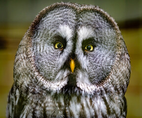 Great Grey Owl