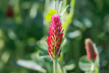 Red flowering incarnate clover in a field near Prittriching in Bavaria as bee pasture