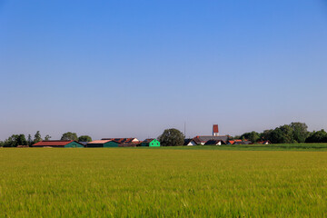 View over fields with green corn stalks to the village of Beuernbach in Bavaria on a sunny day in spring