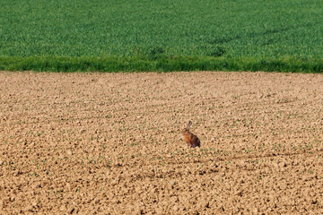 A hare in a field with freshly sprouting cereal stalks and meadows and forest in the background