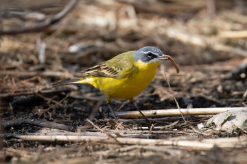 A Western Yellow Wagtail Eating a Caterpillar