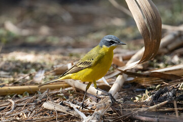 A Western Yellow Wagtail on the Ground