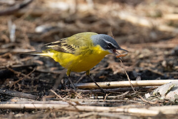 A Western Yellow Wagtail Eating a Caterpillar