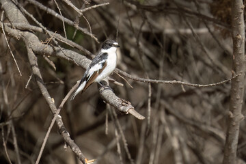 A Semicollared Flycatcher on a Tree Branch