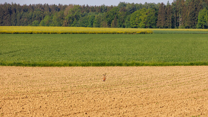 A hare in a field with freshly sprouting cereal stalks and meadows and forest in the background