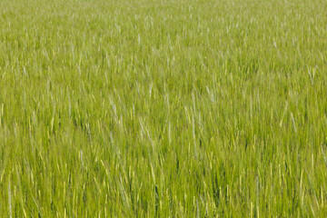 Field with unripe green grain stalks and blurred background