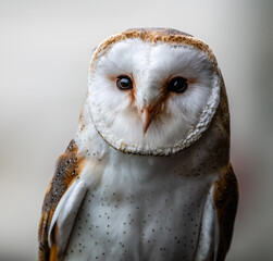 Barn Owl
