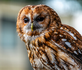 Tawny Owl