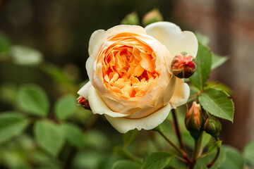 Julia Child Roses is an absolutely stunning rose, a golden floribunda rose blooming with yellow flowers in a garden or park in the spring.