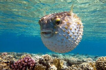 Yellowspotted burrfish (cyclichthys spilostylus) 
using its defense system.
