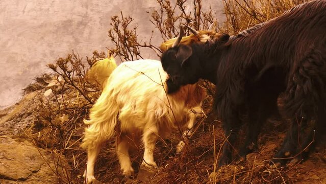two wild goats fighting
