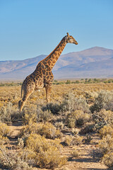 Giraffe, grassland and blue sky in Africa for sustainability, landscape or nature with plants, field or environment. Indigenous animal, safari and grass in tropical summer by outdoor reserve park
