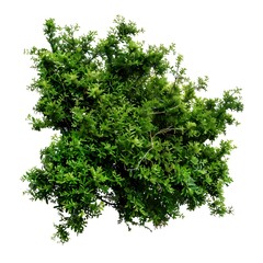 green tree isolated on white Generative AI