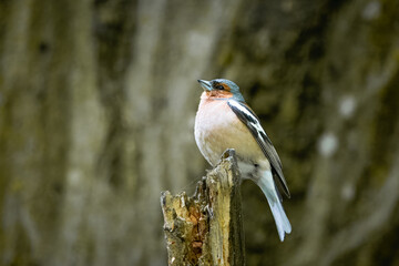 A male common chaffinch (Fringilla coelebs) sits on the thick branch perpendicular to the camera lens.	