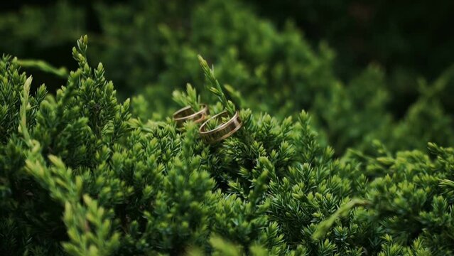 Golden wedding rings lie on the branches of a bush. Wedding rings on a green natural background. Jewelry of newlyweds. Symbol of love and fidelity   