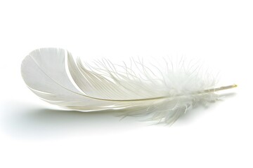 A white feather on a white surface