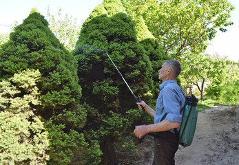 Spraying Canadian spruce with a shoulder-mounted sprayer.