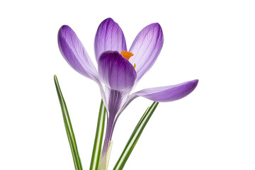 Image shows a purple crocus flower in full bloom against on transparent background.