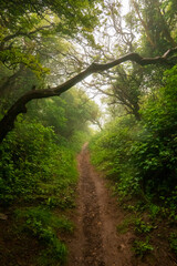 Fototapeta premium leśna droga we mgle